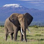 4 DAYS AMBOSELI AND TSAVO WEST SAFARI
