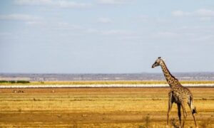 Giraffe