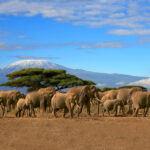 A-herd-of-elephants-in-Amboseli