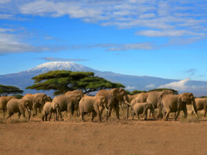 A-herd-of-elephants-in-Amboseli