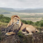 5 DAYS MAASAI MARA, LAKE NAIVASHA AND LAKE BOGORIA