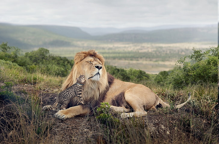 Lion and leopard cub