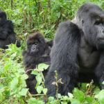 mountain Gorilla