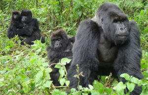 mountain Gorilla