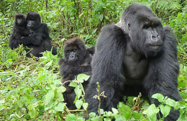 mountain Gorilla