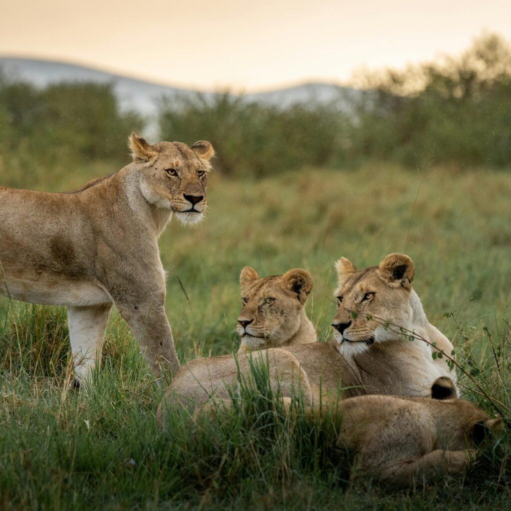 Mother Lion and Cubs