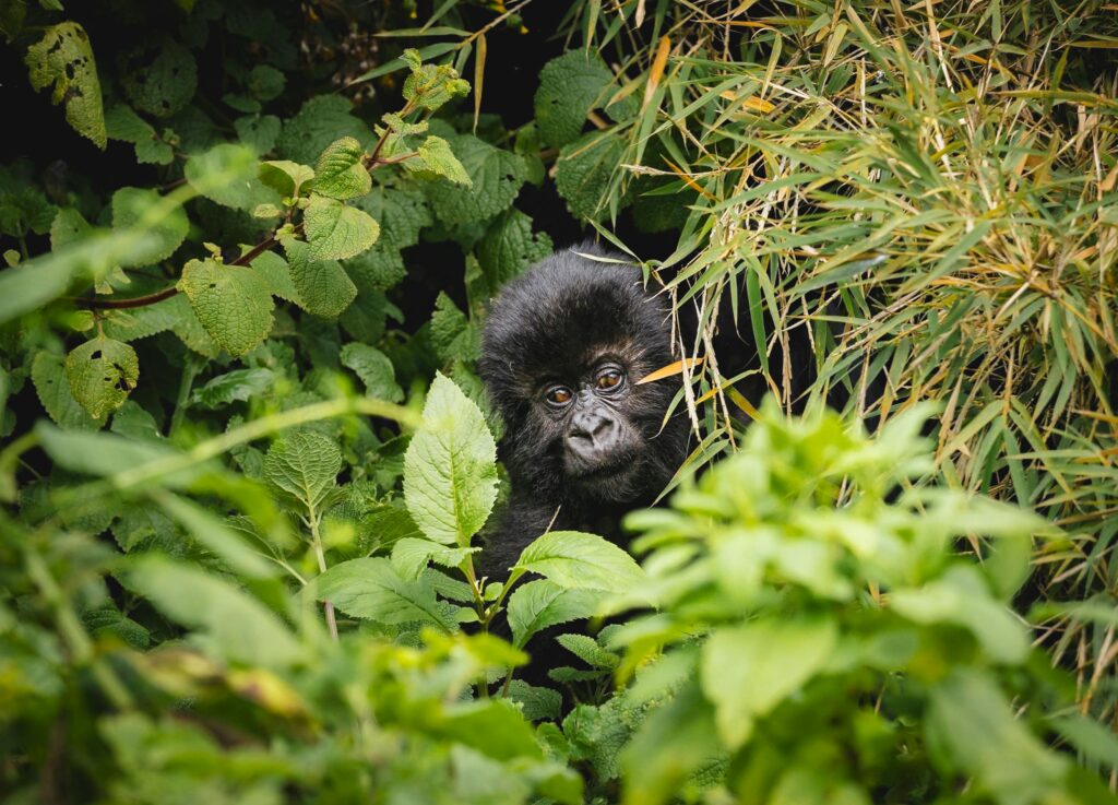 Baby Gorilla