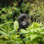 Baby Gorilla
