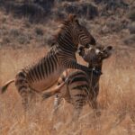 1 DAY TSAVO EAST SAFARI