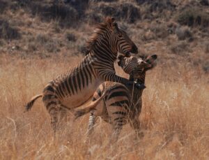 Zebra's Fighting