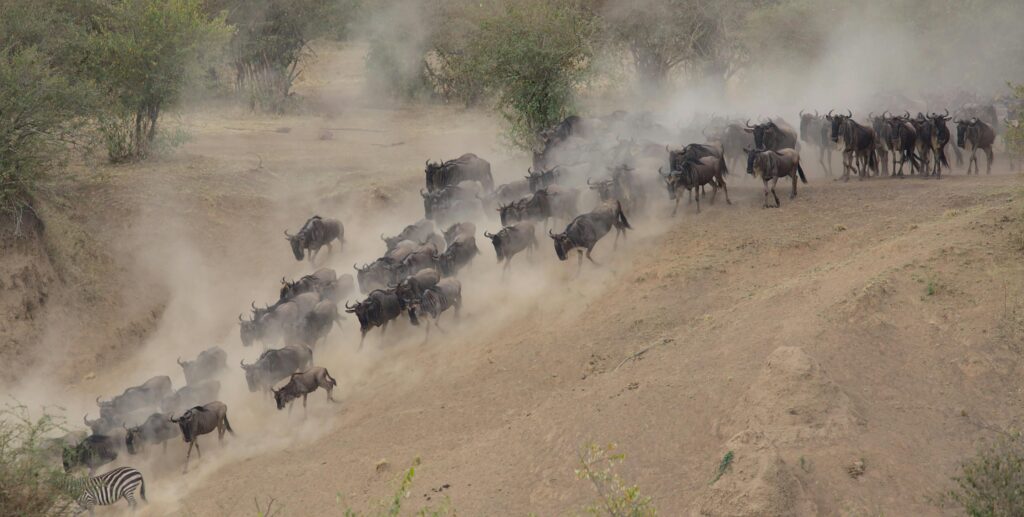 Wildebeests