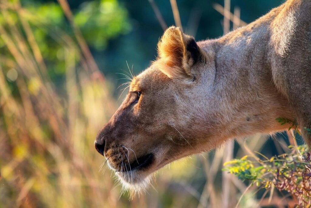 Lion Hunting