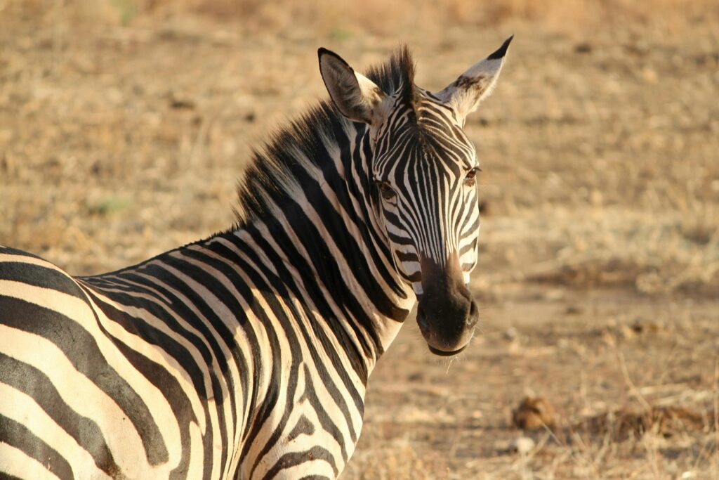 Single Zebra