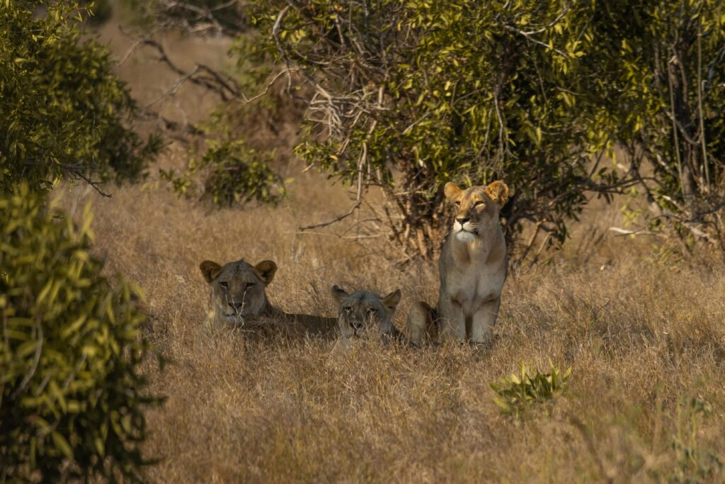 Lion cubs hiding in the jungle
