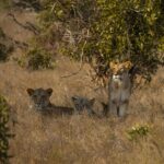 5 DAYS SAFARI AMBOSELI, TSAVO EAST AND TSAVO WEST