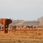 9 DAYS MAASAI MARA/ LAKE NAKURU/ LAKE NAIVASHA/ AMBOSELI/ TSAVO EAST AND TSAVO WEST