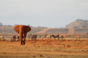 Elephants In Africa